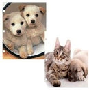 2 Carpetas con Bolsillos, Diseños Variados, Gatos y Perros, (Paquete de 48)